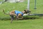 Hunderennen in Marchegg