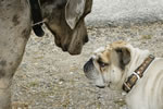 Hunde beim Pferdeturnier