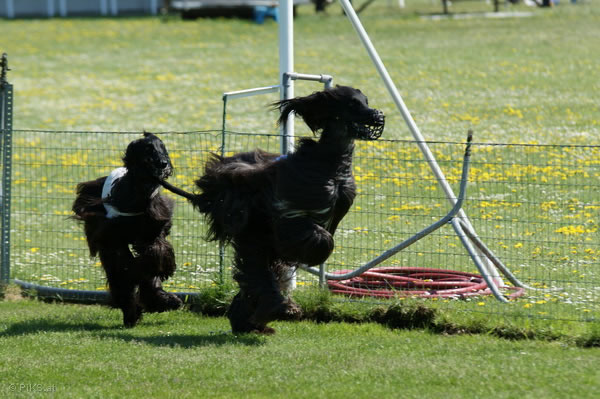 Austrian Racing Hounds