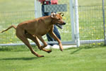 ARH Trophy 25.4.2010 Marchegg