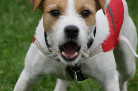 Hunderennen Marchegg
